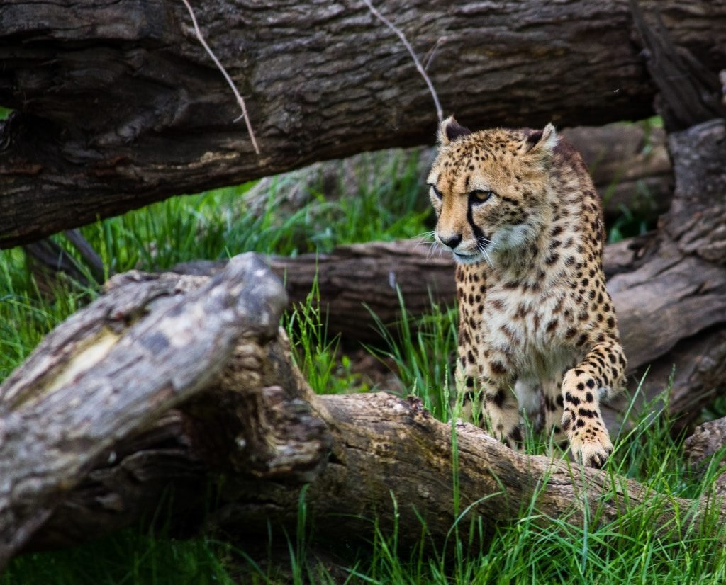 cheetah in woods symbolizing website speed
