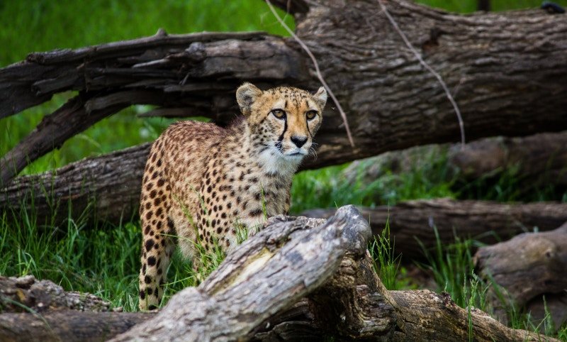 Cheetah with obstacles symbolizing, wondering how fast he can go...